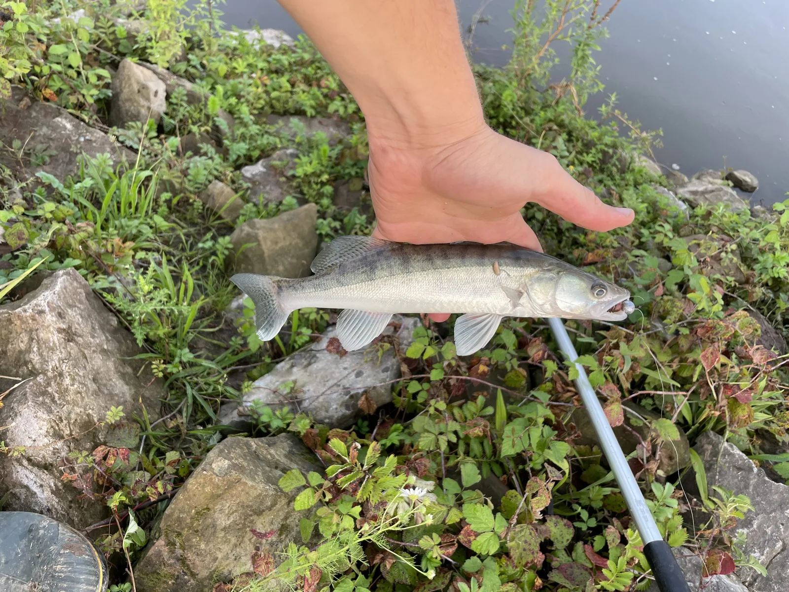Große Fische & Hitze: Warum die Kapitalen zuerst leiden