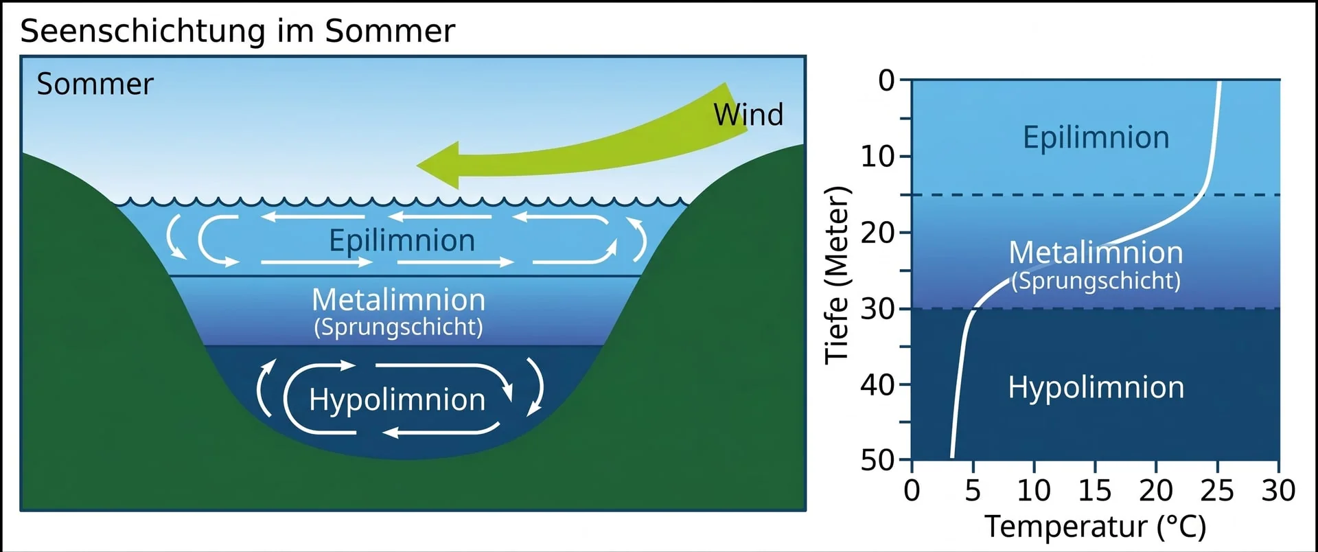 Schematische Darstellung der Temperaturschichtung eines Sees im Sommer